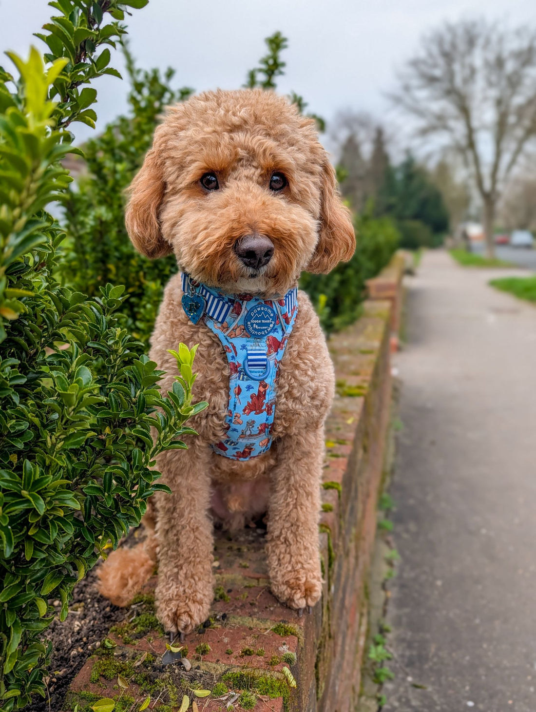 Disney© Tough Trails™ Harness - Tails Of Love