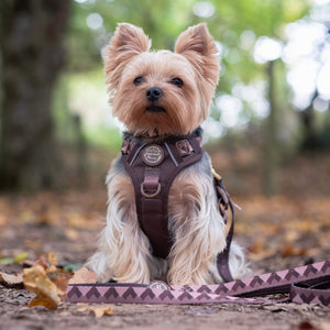 Lead - Walkies Ready® Chocolate Brown