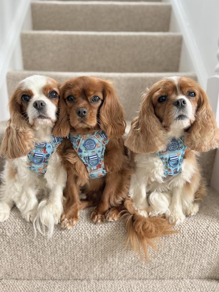 Disney© Tough Trails™ Harness - Tails Of Love