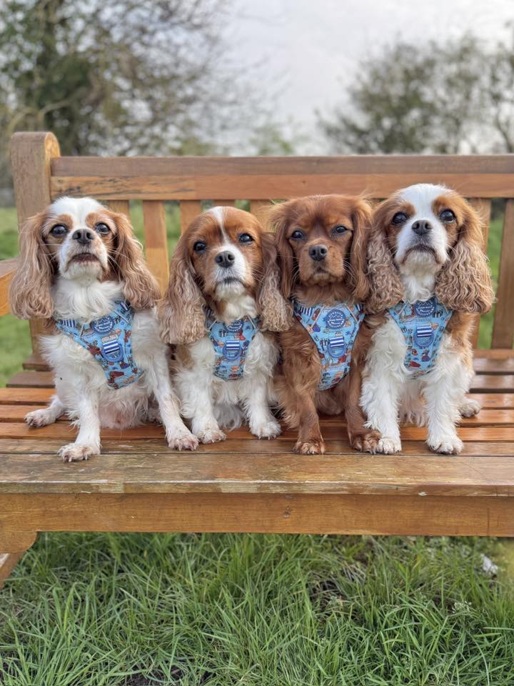 Disney© Tough Trails™ Harness - Tails Of Love