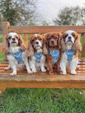 Disney© Tough Trails™ Harness - Tails Of Love