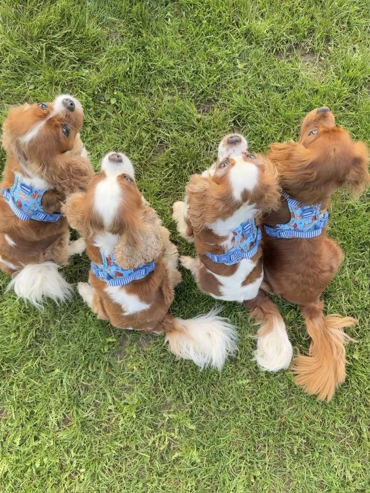 Disney© Tough Trails™ Harness - Tails Of Love
