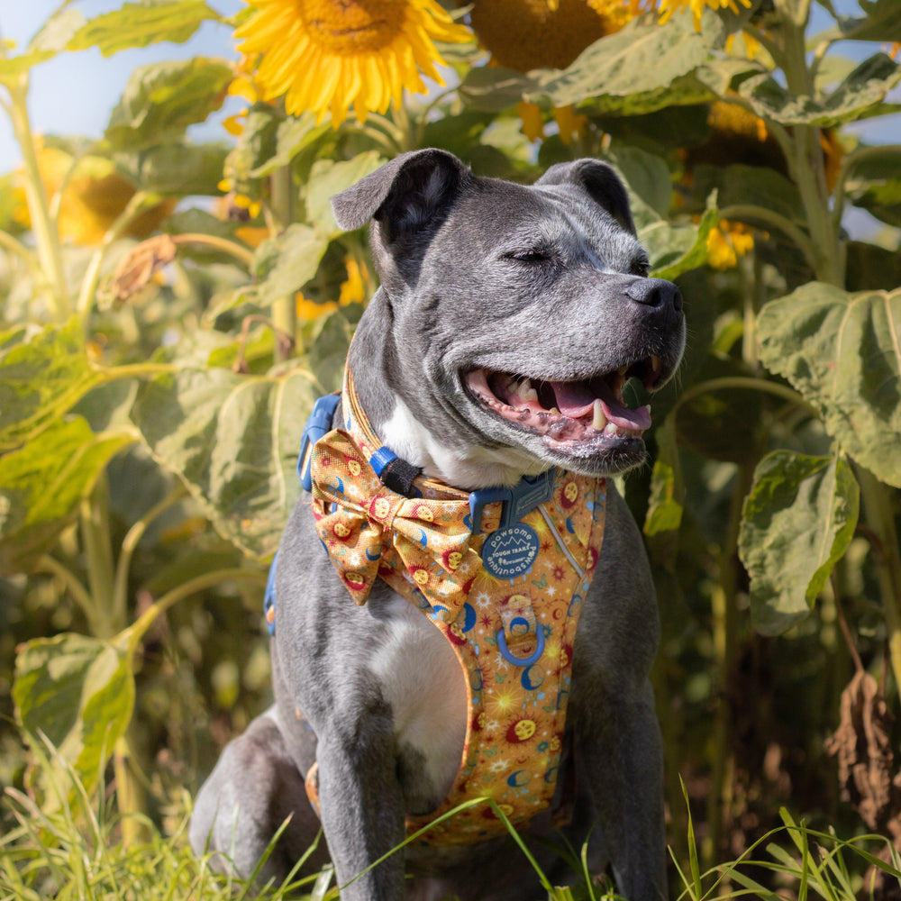 Sailor Bow - Celestial Spirit