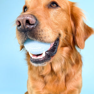 PPB Tennis Ball - Blue