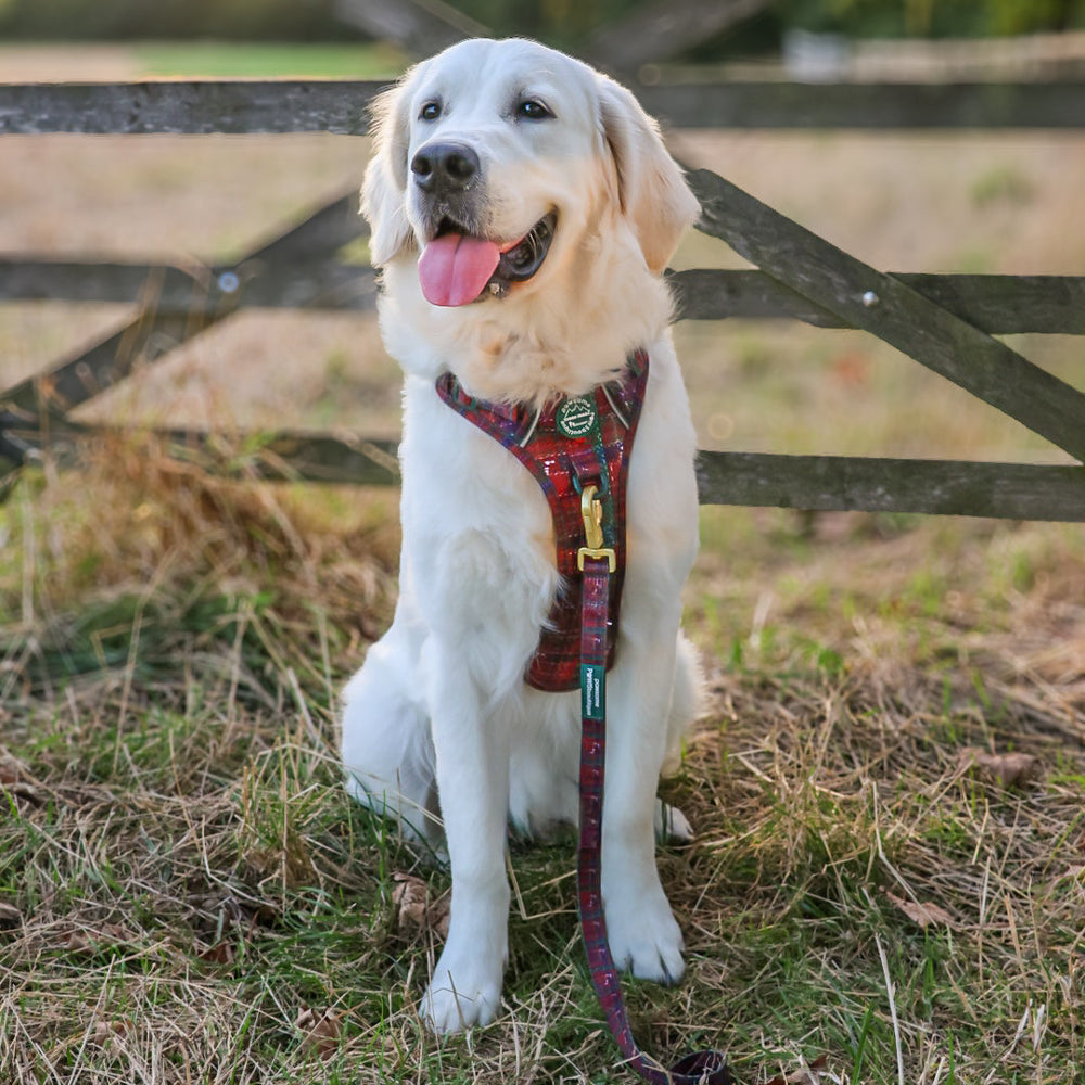 Lead - Yuletide Plaid