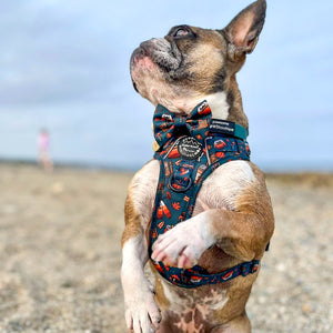 Waterproof Collar -  Jade (Gold Hardware)