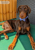 Collar - Tiny Diny