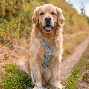 Disney© Lead - Lion Friends