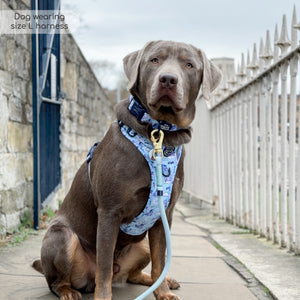 Disney© Tough Trails™ Harness - Eeyore