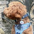 Disney© Waterproof Collar - Eeyore