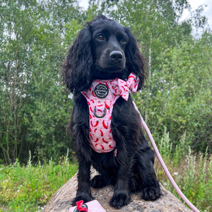 Bow Tie - Chilli Dog