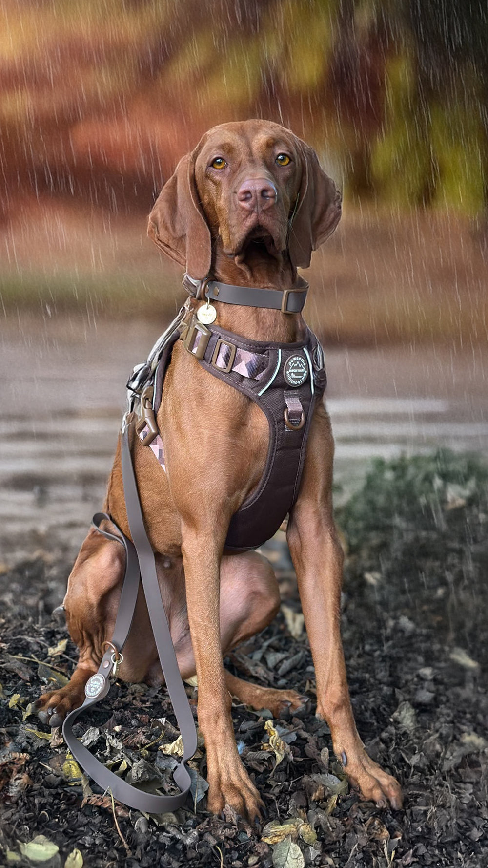 Waterproof Collar - Walkies Ready® Chocolate Brown