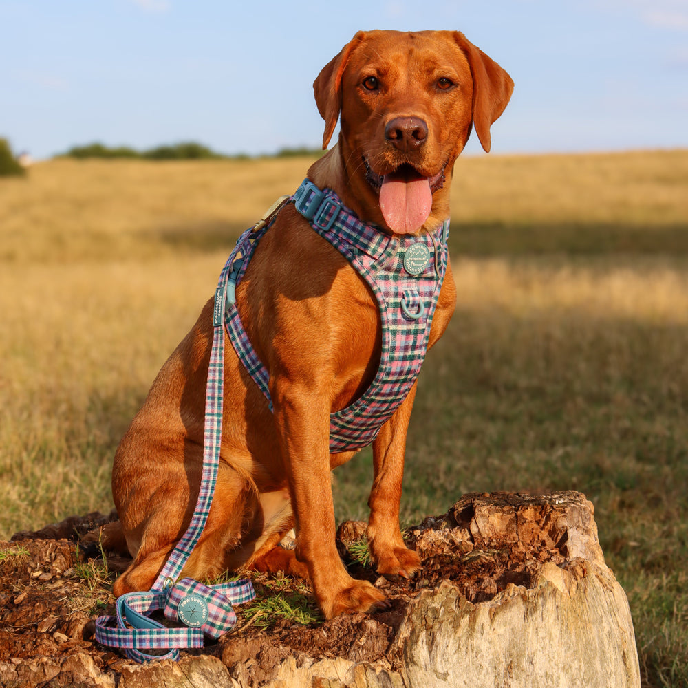 Lead - Tweed Twilight