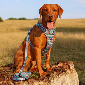 Lead - Tweed Twilight