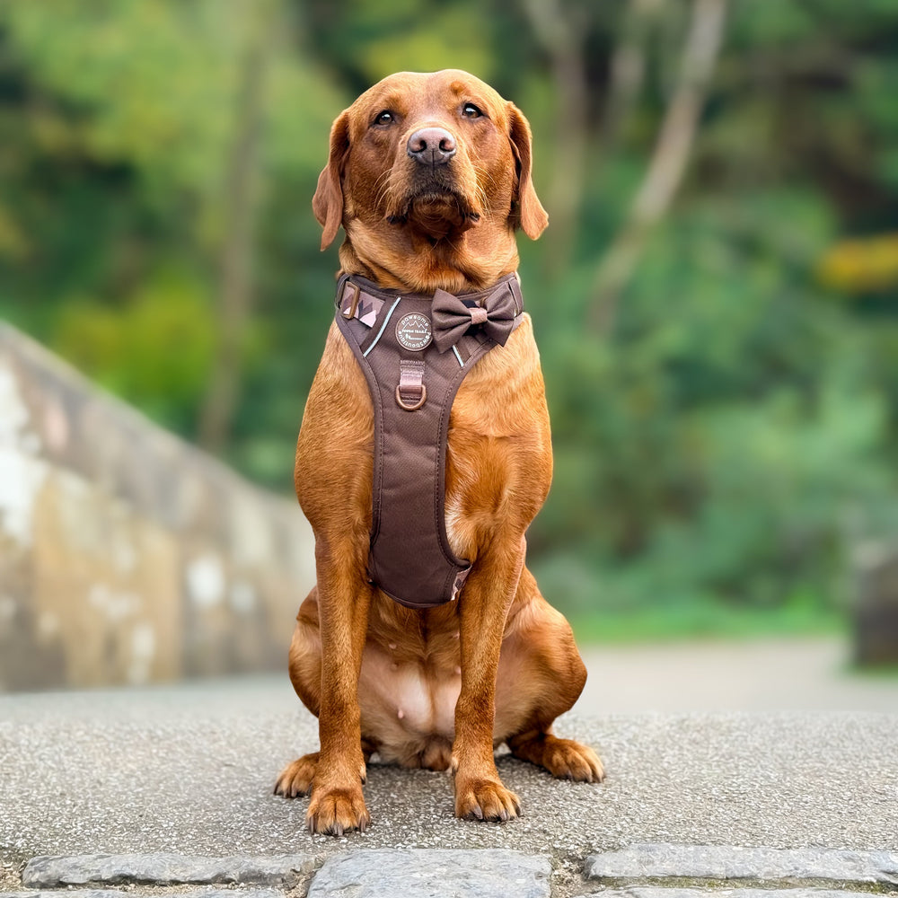 Bow Tie - Walkies Ready® - Chocolate Brown