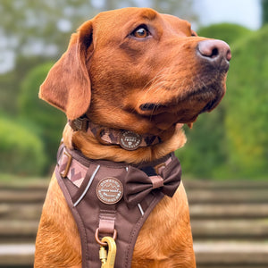 Bow Tie - Walkies Ready® - Chocolate Brown