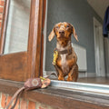 Pawsome Poop Pocket - Walkies Ready® - Chocolate Brown