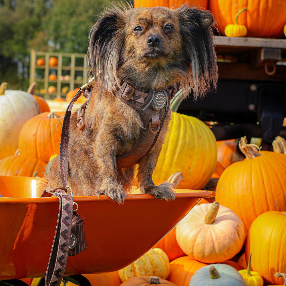 Lead - Walkies Ready® Chocolate Brown