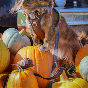 Lead - Walkies Ready® Chocolate Brown