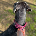 Adventure Collar - Mulberry (Size Large Only)