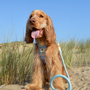 Disney© 4ft Rope Lead - Lion Friends - Sage and Mustard