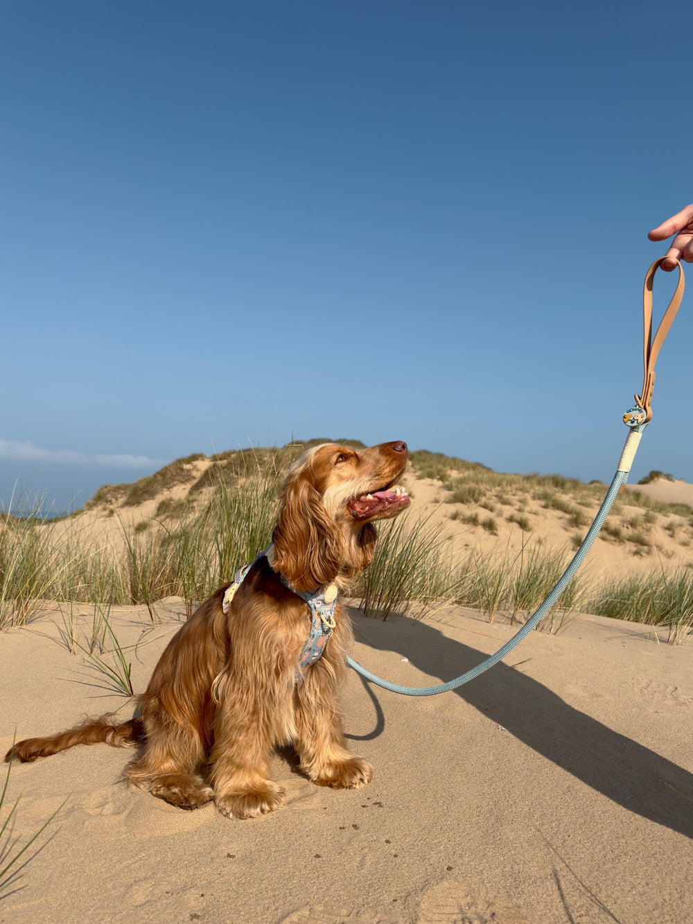 Disney© 4ft Rope Lead - Lion Friends - Sage and Mustard