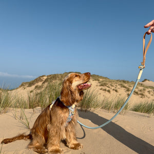 Disney© 4ft Rope Lead - Lion Friends - Sage and Mustard