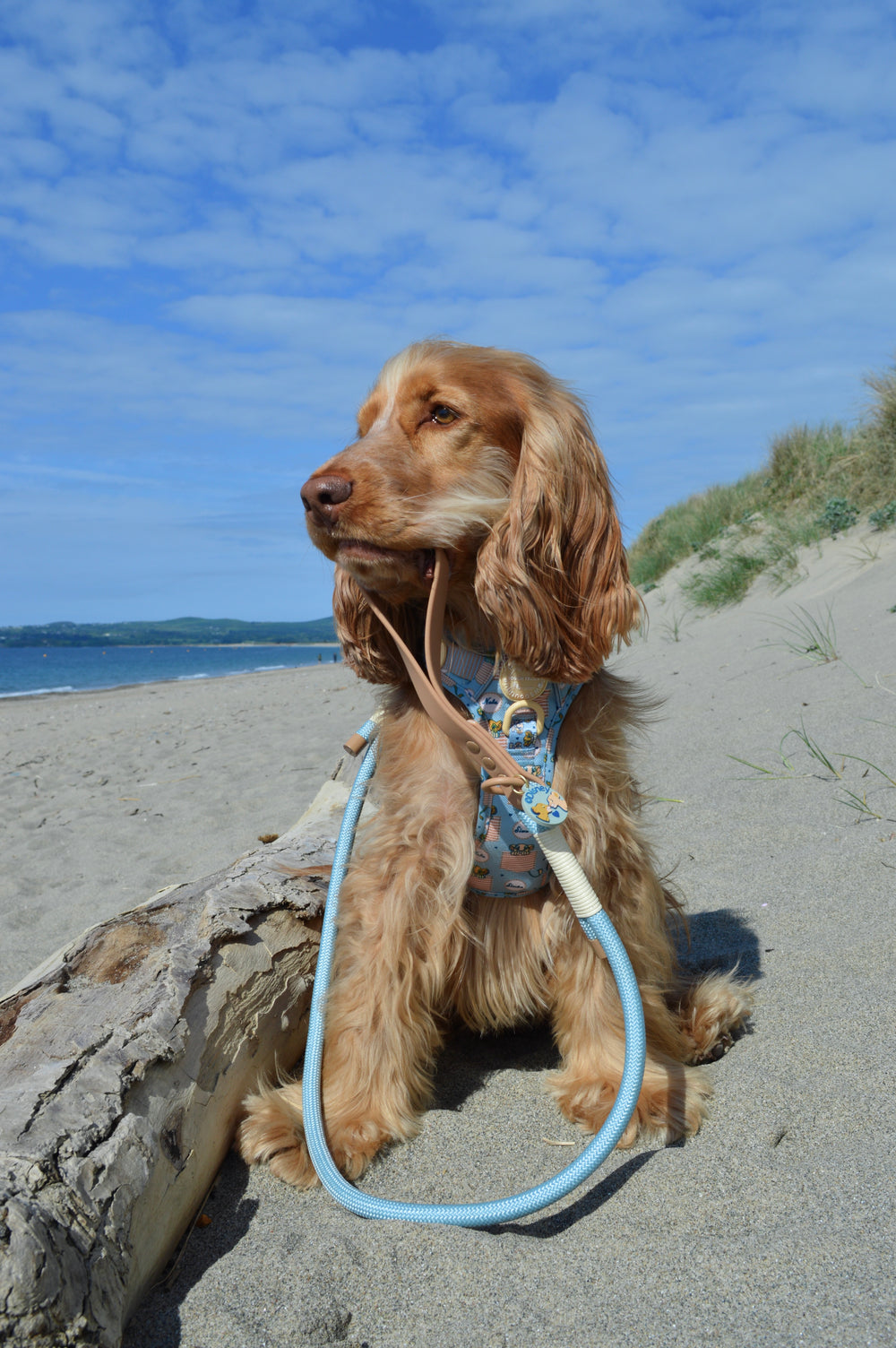 Disney© 4ft Rope Lead - Lion Friends - Sage and Mustard