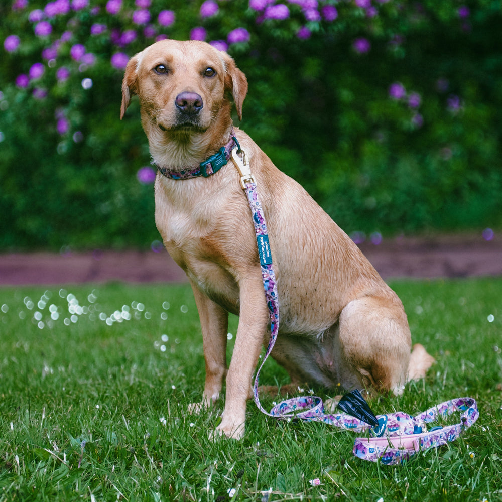 Lead - Adventure Awaits