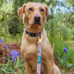 Lead - Adventure Awaits