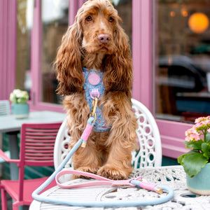 Disney© 4ft Rope Lead - Mad Hatters Tea Party