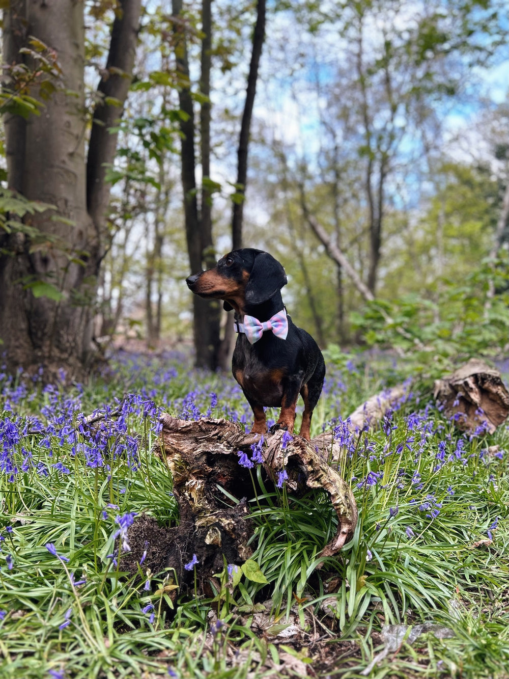 Bow Tie - PPB Pastel Swirl
