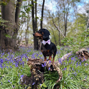 Bow Tie - PPB Pastel Swirl