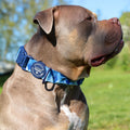 Adventure Collar - Cornflower Blue (Size Large Only)