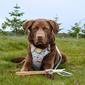 Disney© 4ft Rope Lead - Lion Friends - Sage and Mustard