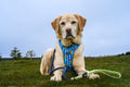 Disney© 4ft Rope Lead - Simba - Navy and Mint