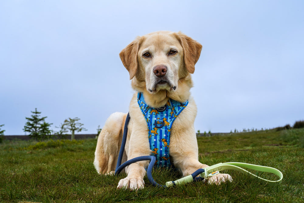 Disney© 4ft Rope Lead - Simba - Navy and Mint