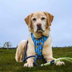 Disney© 4ft Rope Lead - Simba - Navy and Mint