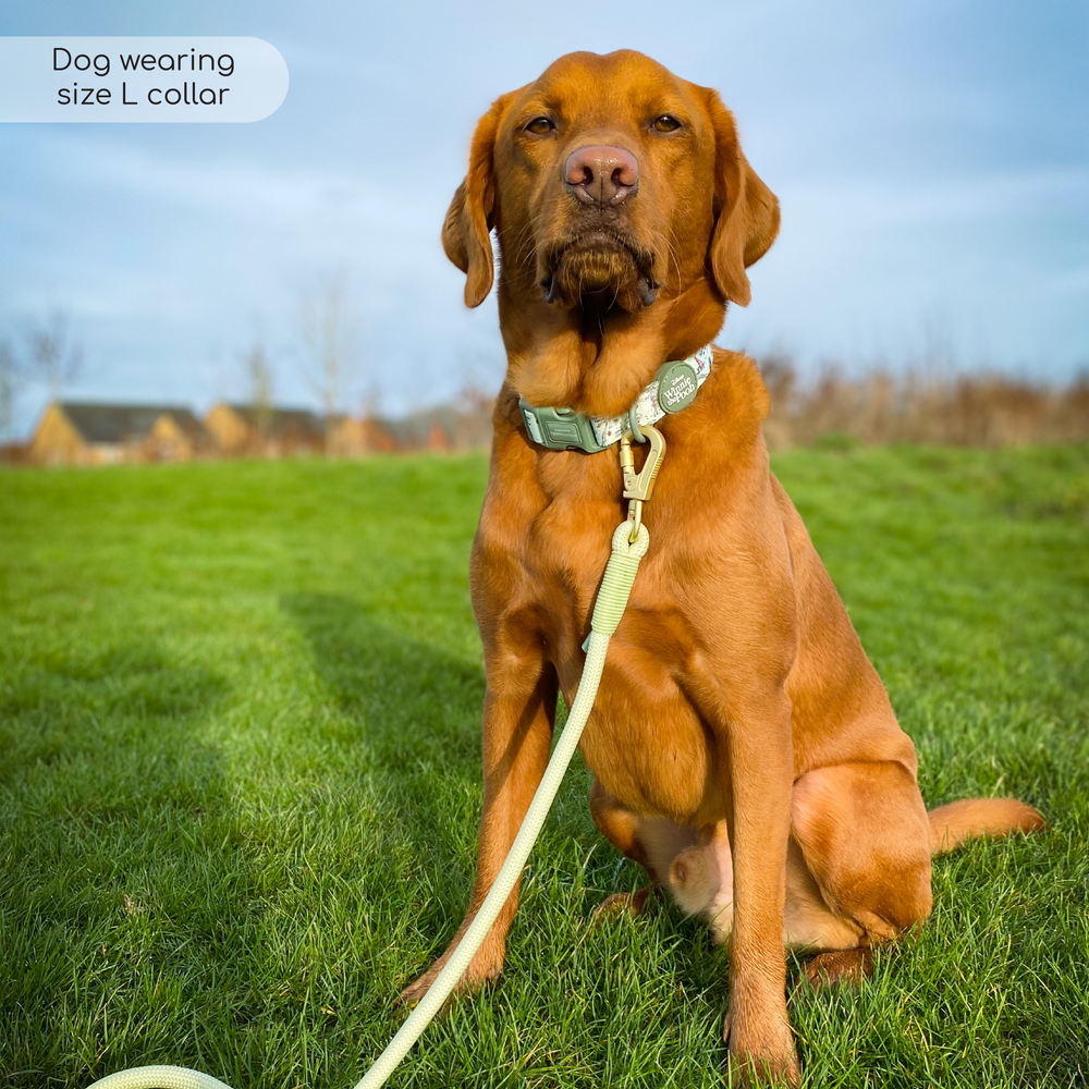 Disney© Collar - 100 Aker Wood