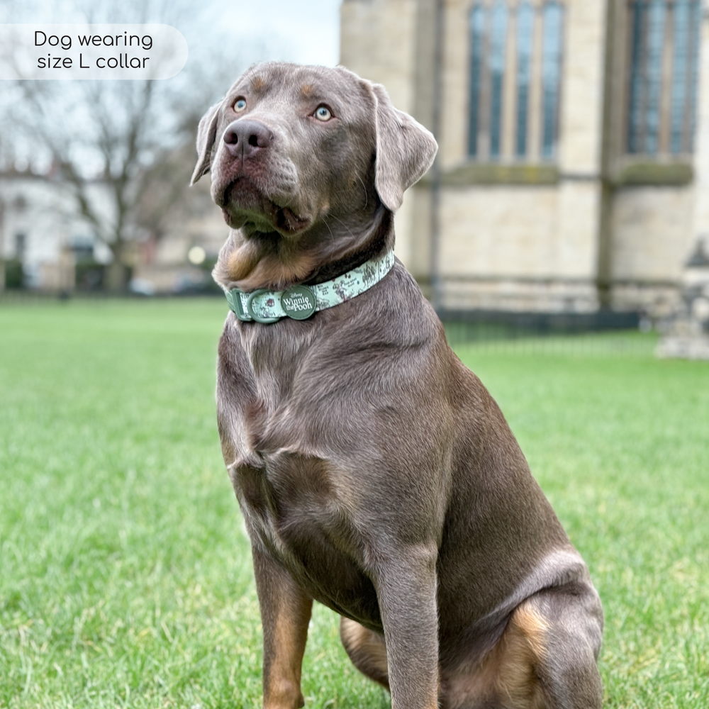 Disney© Collar - 100 Aker Wood