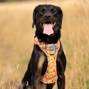 Bow Tie - Celestial Spirit