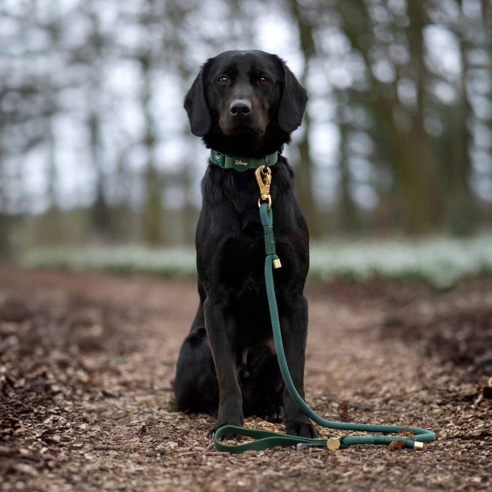 Disney© 4ft Rope Lead - Jungle Book