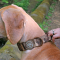 Adventure Collar - Brown (Size Large Only)