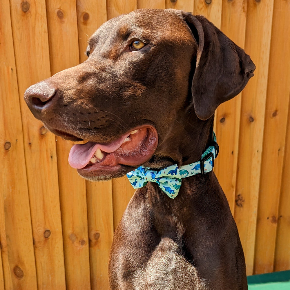 Bow Tie - Dinky Dino