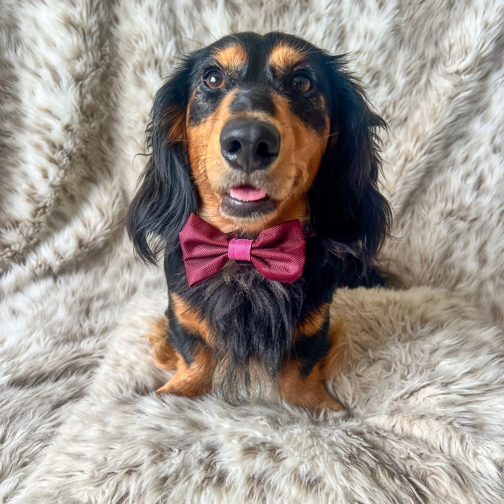 Bow Tie - Walkies Ready® - Mulberry