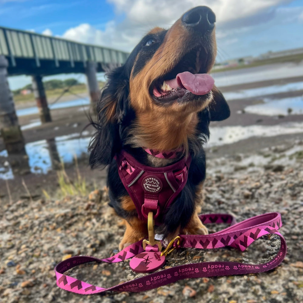 Lead - Walkies Ready® Mulberry