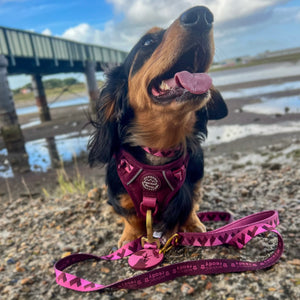 Lead - Walkies Ready® Mulberry