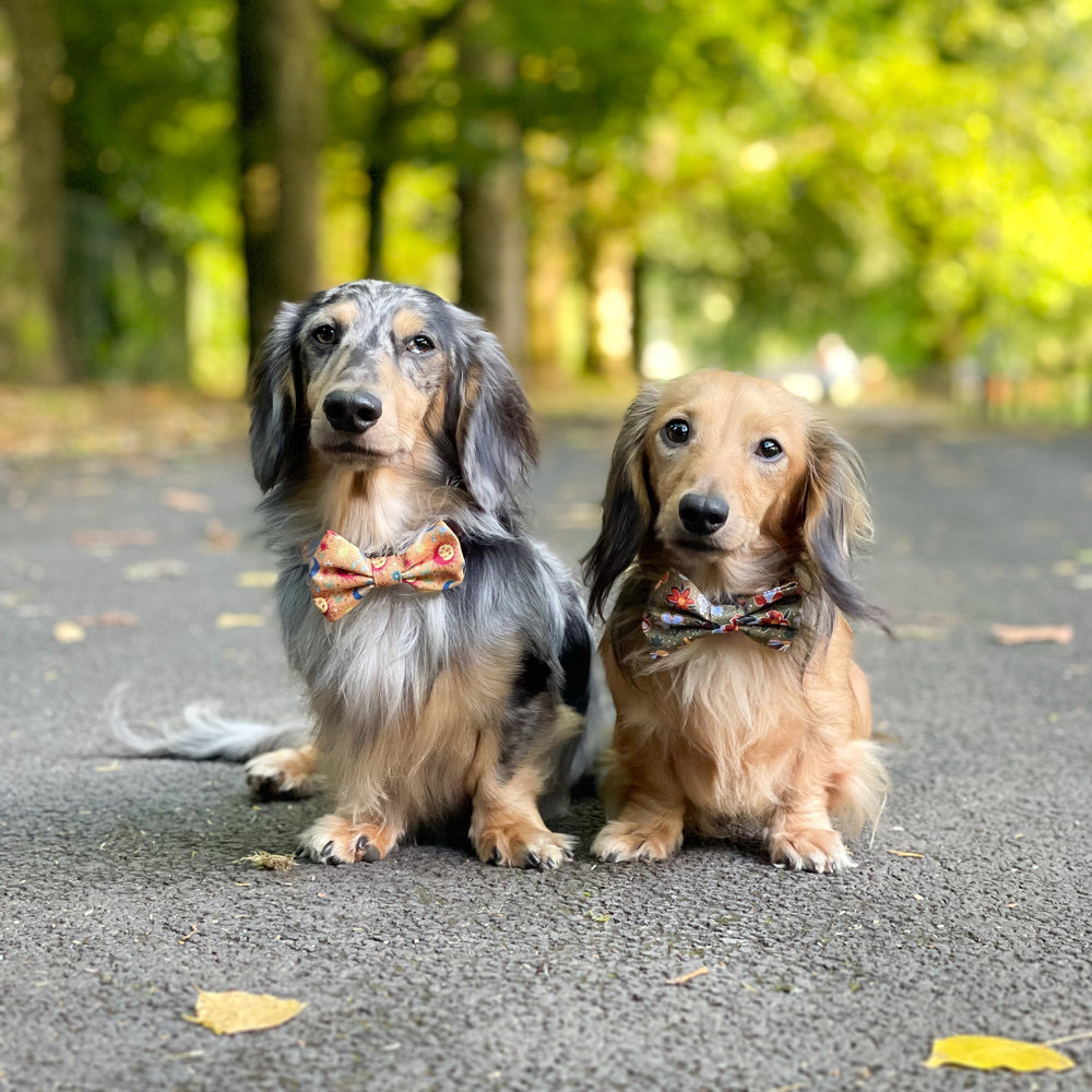 Bow Tie - Celestial Spirit