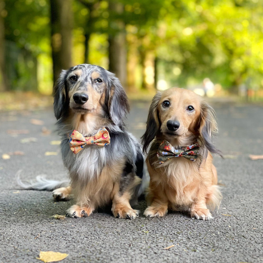 Bow Tie - Rust & Bloom