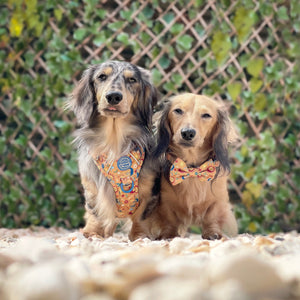 Bow Tie - Celestial Spirit